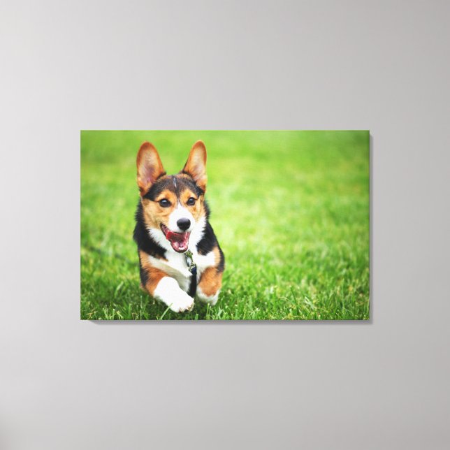 A Happy And Energetic Pembroke Welsh Corgi Puppy Canvas Print (Front)