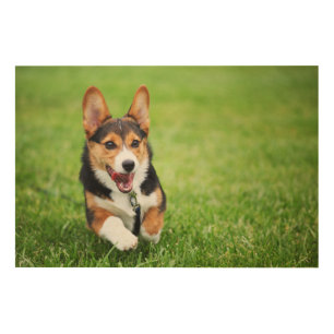 A Happy And Energetic Pembroke Welsh Corgi Puppy Wood Wall Art