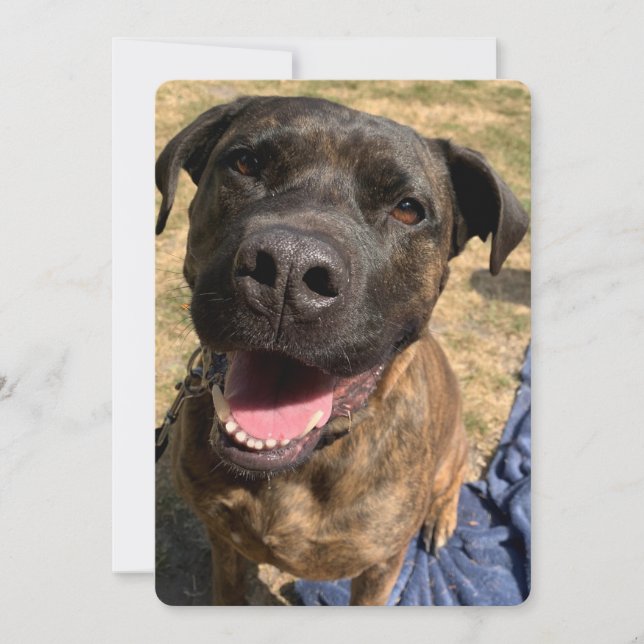 A happy Bull Mastiff cross thank you card (Front)