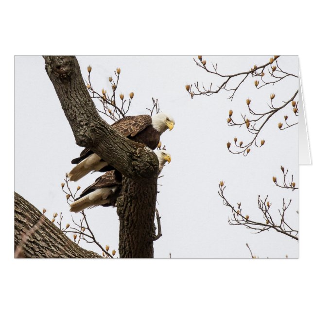 A Happy (?) Eagle Couple Cards (Front Horizontal)