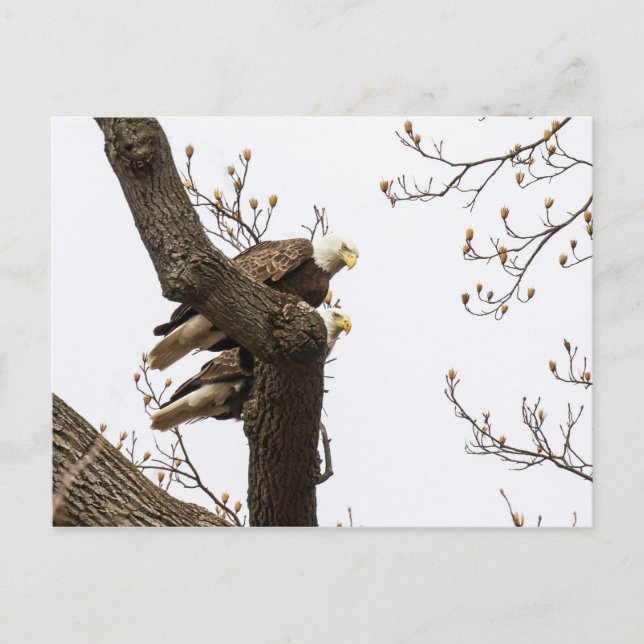A Happy (?) Eagle Couple Postcard (Front)