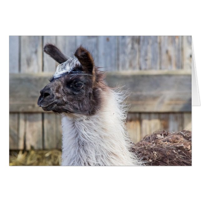 A Happy Llama Cards (Front Horizontal)