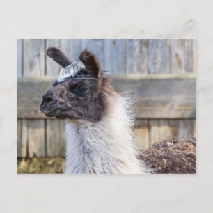 A Happy Llama Postcard