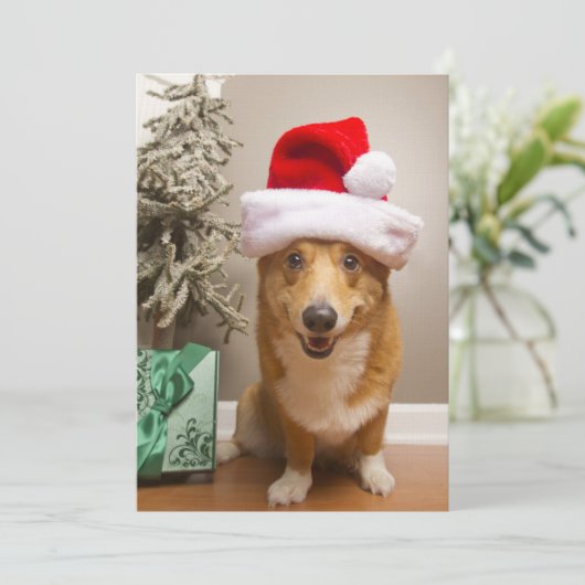 A happy red and white Pembroke Welsh Corgi Dog (Standing Front)
