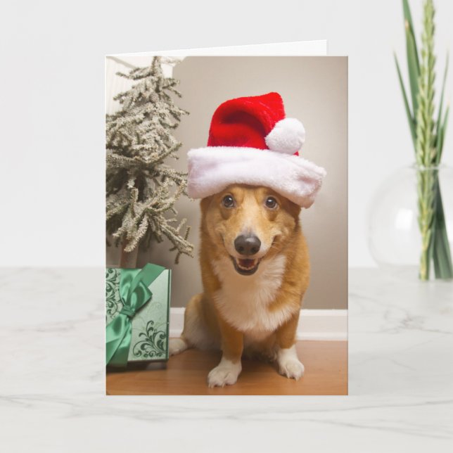 A happy red and white Pembroke Welsh Corgi Dog Holiday Card (Front)