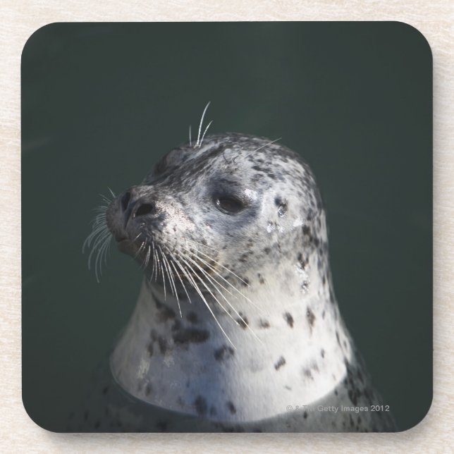 A harbor seal beverage coaster (Front)