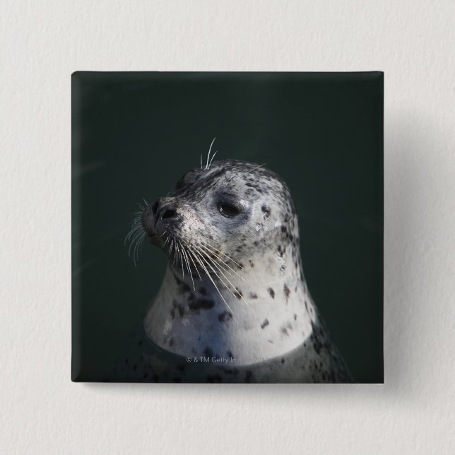 A harbor seal button (Front)