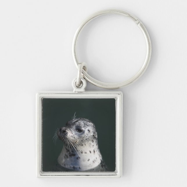 A harbor seal keychain (Front)
