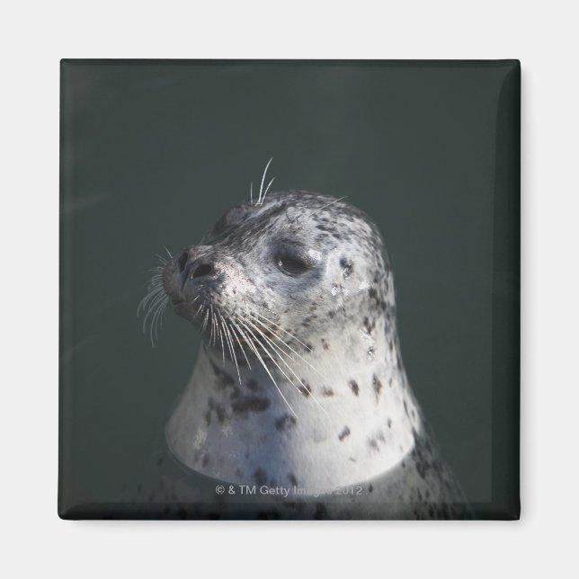 A harbor seal magnet (Front)