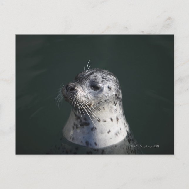 A harbor seal postcard (Front)