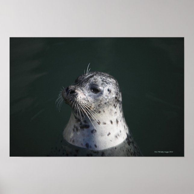 A harbor seal poster (Front)