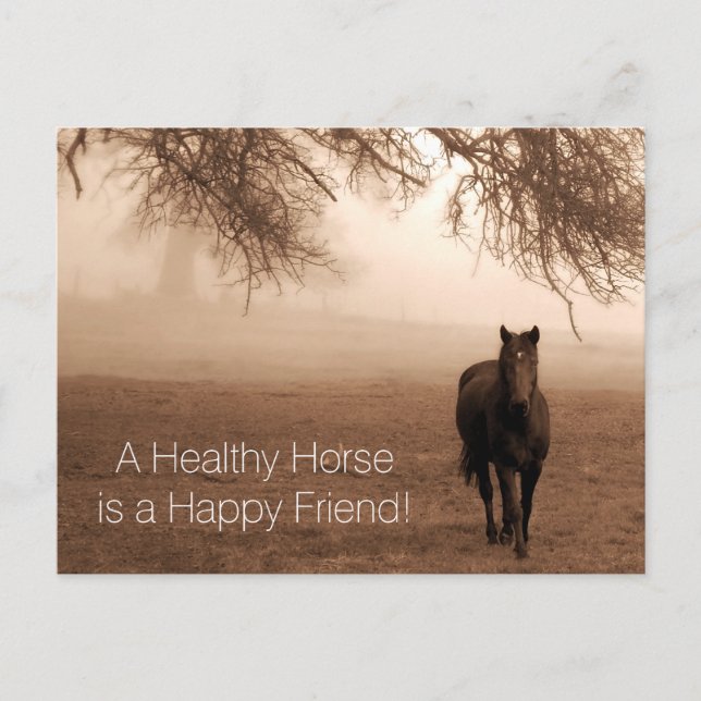 A Healthy Horse Veterinary Appointment Reminder Postcard (Front)