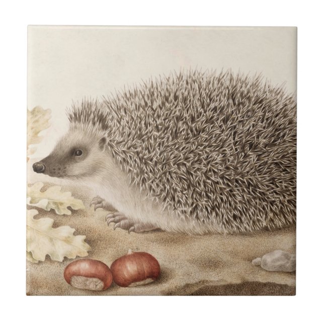 A Hedgehog in a Landscape by Giovanna Garzoni Ceramic Tile (Front)