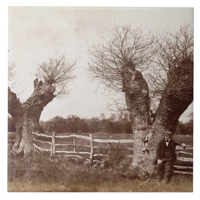 A Hedgerow Tree, 1852 (albumen print) Tile (Front)