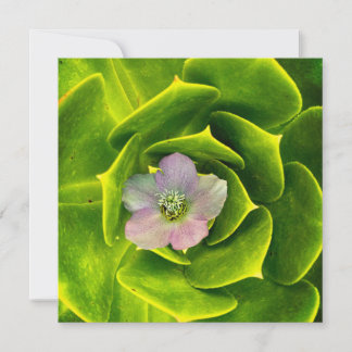 A Hellebore, a Lenten Rose