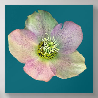 A Hellebore, a Lenten Rose Acrylic Photo Tile