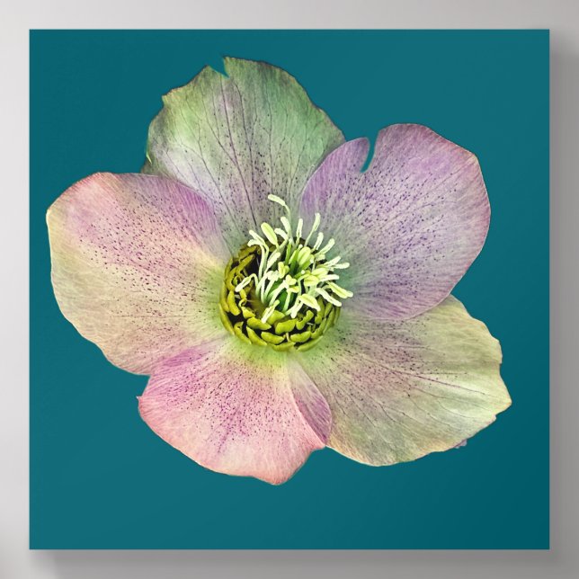 A Hellebore,  a Lenten Rose Acrylic Photo Tile (Front Set)