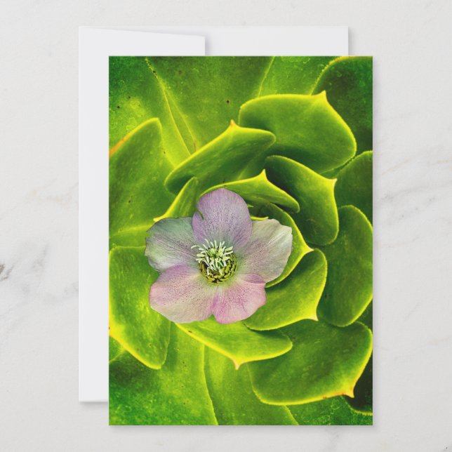 A Hellebore,  a Lenten Rose Invitation (Front)