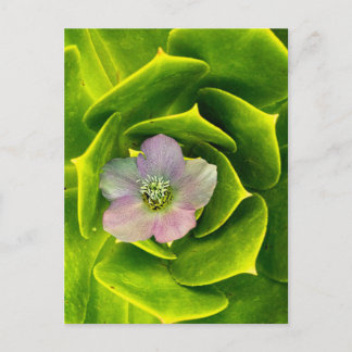 A Hellebore, a Lenten Rose Postcard