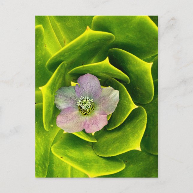 A Hellebore,  a Lenten Rose Postcard (Front)