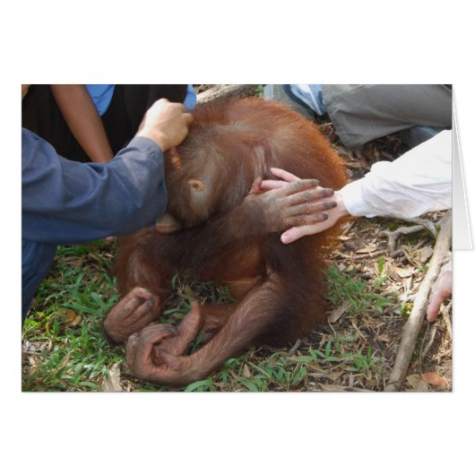 A Helping Hand for Orangutans Cards (Front Horizontal)