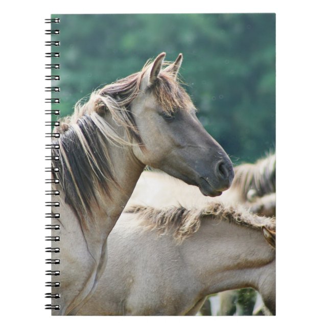 A herd of Brumby Horses from Australia Notebook (Front)
