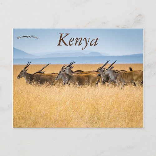 A Herd of Eland Maasai Mara National Reserve Kenya Postcard