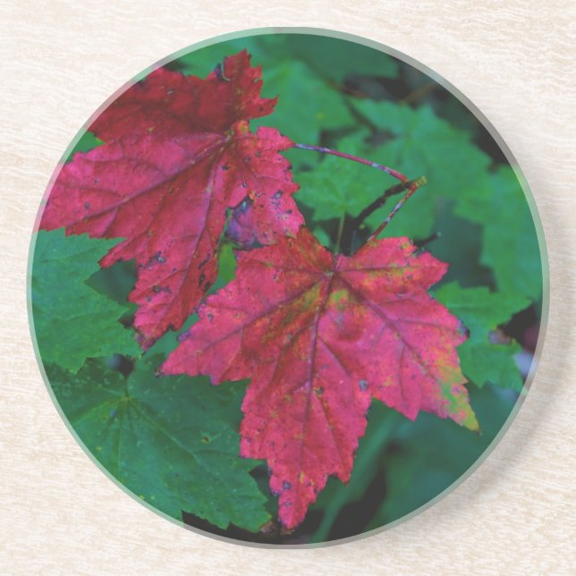 A Hint of Autumn Sandstone Coaster (Front)