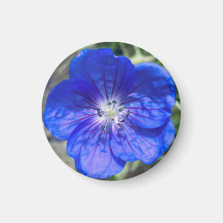 A Hint of Z "Blue Floral" magnet