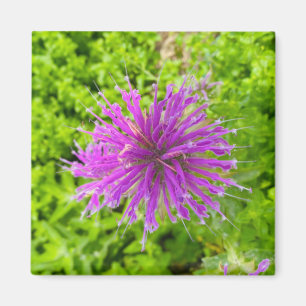 A Hint of Z "Fuschia Burst" magnet
