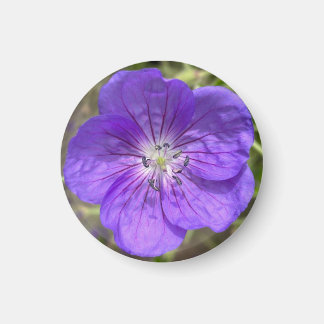 A Hint of Z "Purple Floral" magnet