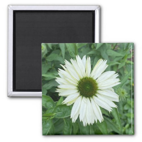 A Hint of Z White and Green Daisy magnet