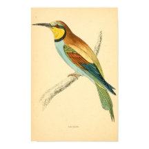 A history of British birds 1863 BEE-EATER
