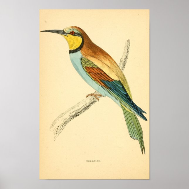 A history of British birds 1863 BEE-EATER Poster (Front)