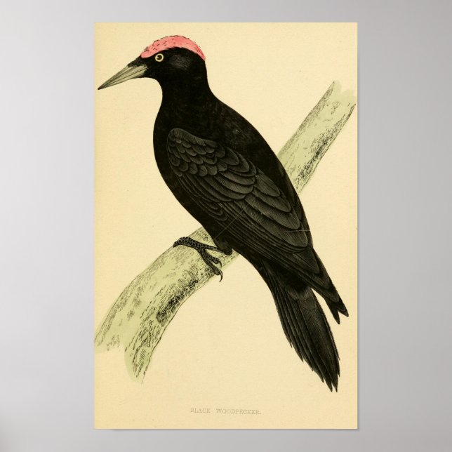 A history of British birds 1863 BLACK WOODPECKER Poster (Front)