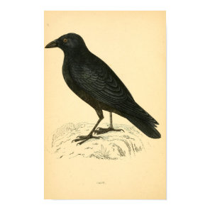 A history of British birds 1863 CROW Poster