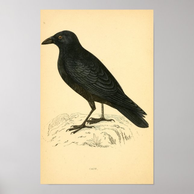 A history of British birds 1863 CROW Poster (Front)
