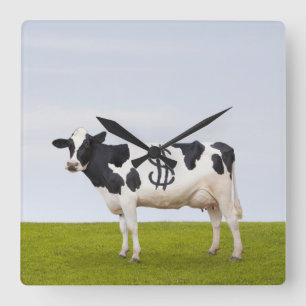 A Holstein Dairy cow with spots in the shape of Square Wall Clock