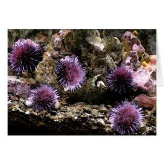 A Horde of Urchins Cards