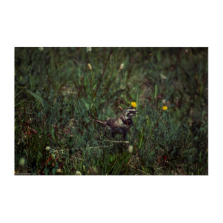 A Horned Lark Acrylic Print