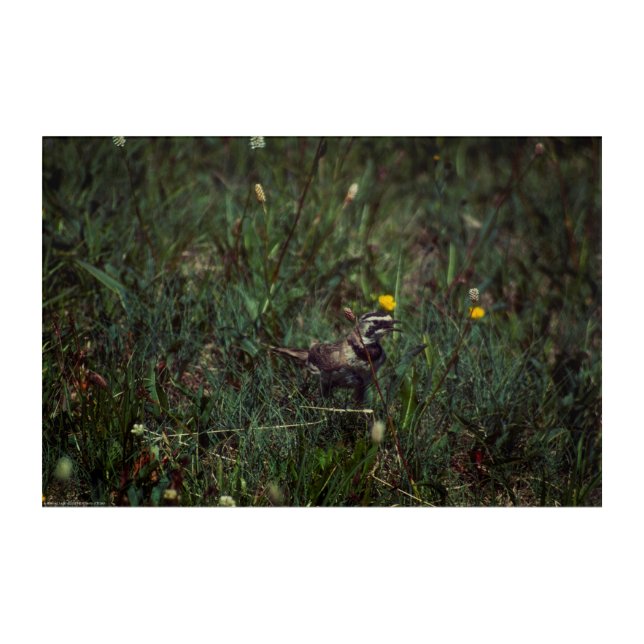 A Horned Lark Acrylic Print (Front)