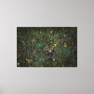 A Horned Lark Canvas Print