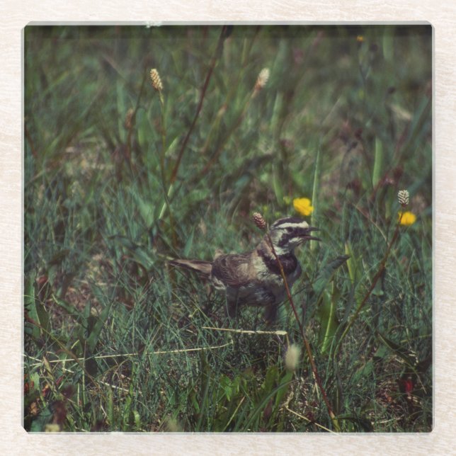 A Horned Lark Glass Coaster (Front)