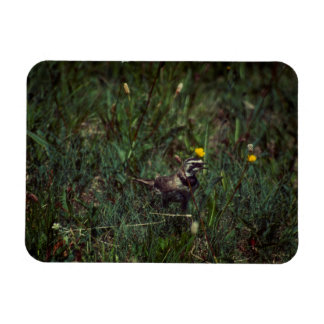 A Horned Lark Magnet