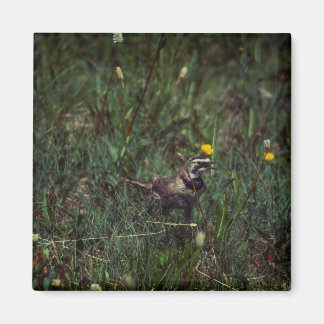 A Horned Lark Magnet