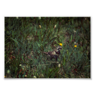 A Horned Lark Photo Print