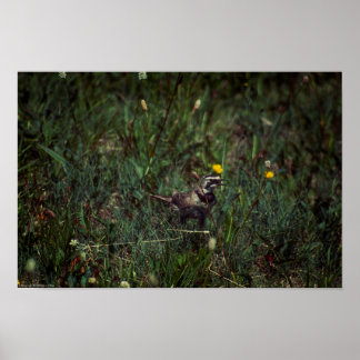A Horned Lark Poster