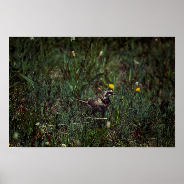 A Horned Lark Poster (Front)