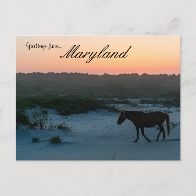 A Horse at Sunset on Assateague Island Maryland Postcard (Front)