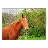 A horse called Orion (Front Horizontal)